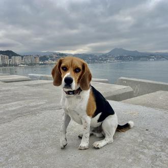 Foto de Tintín, macho y de raza Beagle