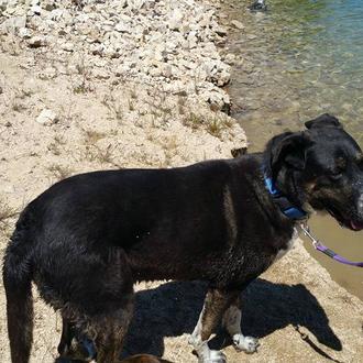 Foto de Thor, macho y de raza Mestizo