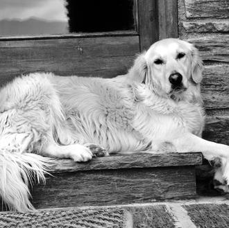 Foto de Tossa, hembra y de raza Golden Retriever