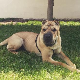 Foto de Ruga, hembra y de raza Sharpei