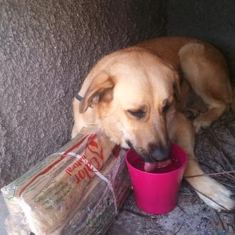 Foto de Pachón, macho y de raza Mastín