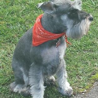 Foto de SYRAH, hembra y de raza SCHNAUZER