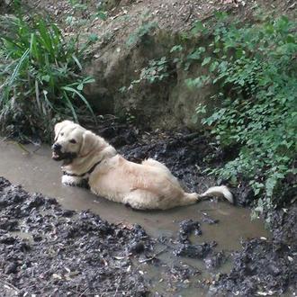 Foto de Milo, macho y de raza Golden Retriever