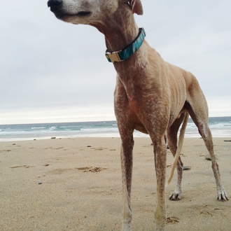 Foto de Melo, macho y de raza Galgo