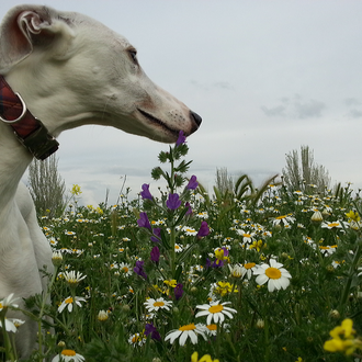 Foto de Truko, macho y de raza Galgo