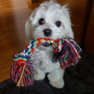 Foto de Lía, hembra y de raza Bichón Maltés