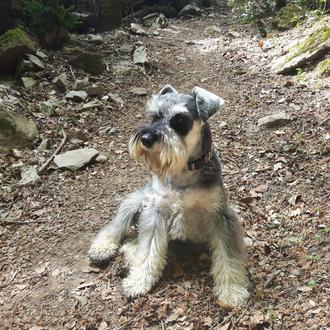 Foto de Bruce, macho y de raza Schnauzer miniatura