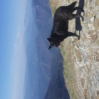 Foto de Luna, hembra y de raza Pastor belga- labrador