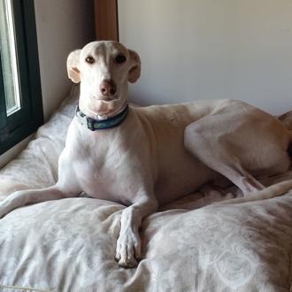 Foto de Rayo, macho y de raza Galgo