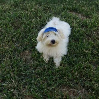 Foto de Teddy, macho y de raza Bichon maltes