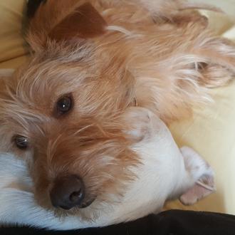 Foto de Hache, macho y de raza Podenco-Fox Terrier Mix