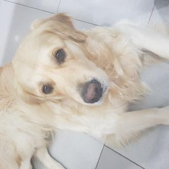 Foto de Prize, macho y de raza Golden Retriever