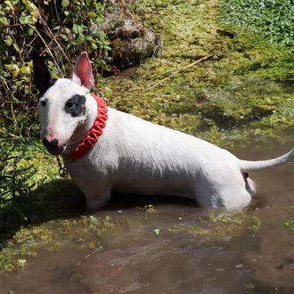 Foto de Cocó, hembra y de raza Bullterrier