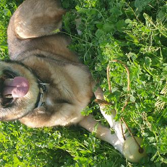 Foto de Oli, macho y de raza Mixto