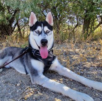 Foto de Togo, macho y de raza Husky