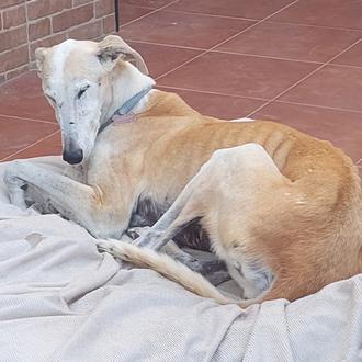 Foto de Lambada, hembra y de raza Galgo español