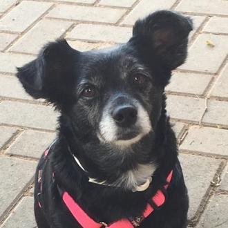 Foto de Dora, hembra y de raza Mestiza