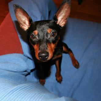 Foto de Tango, macho y de raza Pinscher