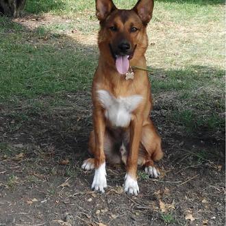 Foto de Taco, macho y de raza Cruce de pastor