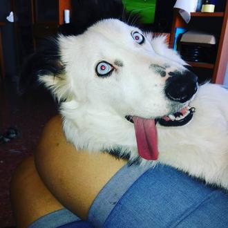 Foto de Harley, hembra y de raza Border Collie