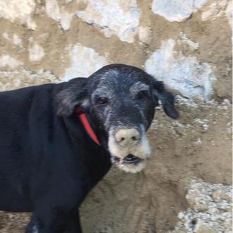 Foto de Oliver, macho y de raza Cruce