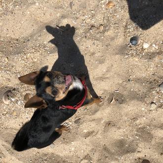 Foto de Thor, macho y de raza Chihuahua