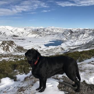 Foto de Otto, macho y de raza Labrador r11/01/2015etriever