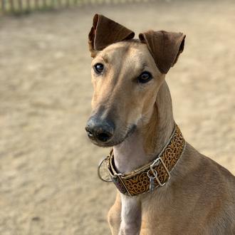 Foto de Barrel, macho y de raza Galgo