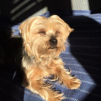 Foto de Wi, macho y de raza Yorki