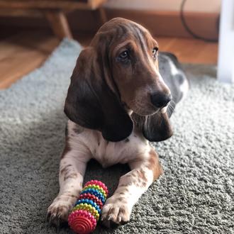 Foto de Sansa, hembra y de raza Basset hound