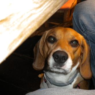 Foto de Lennon, macho y de raza Beagle