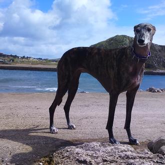 Foto de cristal, hembra y de raza galgo