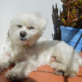 Foto de Trasto, macho y de raza Bichón maltés