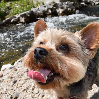 Foto de Miki, macho y de raza Yorkshire