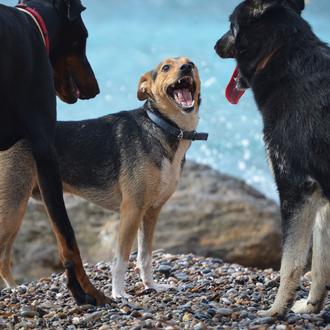 Foto de Atila, hembra y de raza Mestiza