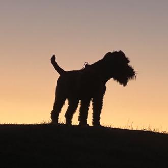 Foto de Gilda, hembra y de raza Schnauzer