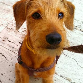 Foto de Palodú, macho y de raza Mezcla