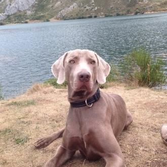 Foto de Balto, macho y de raza Braco de Weimar