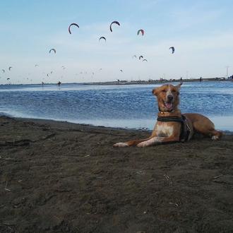 Foto de Bimba, hembra y de raza Podenco