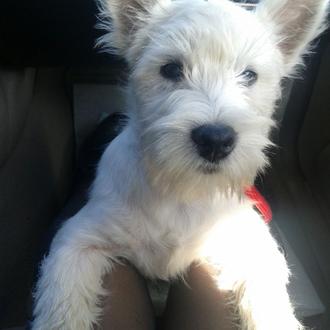 Foto de Kira, hembra y de raza West Highland Terrier