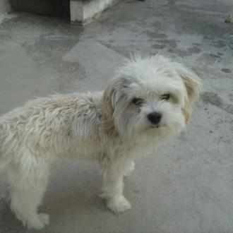 Foto de Raffy, macho y de raza Mezcla de bichón maltés