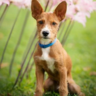 Foto de Dado, macho y de raza Podenco