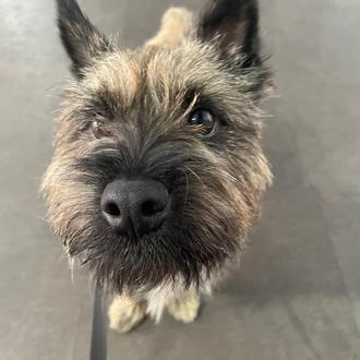 Foto de Louie, macho y de raza Cairn Terrier