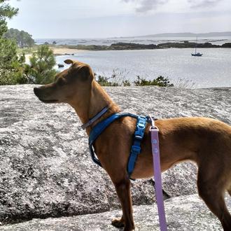 Foto de Luna, hembra y de raza Pinscher