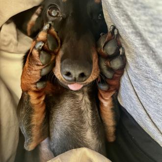 Foto de Chicha, hembra y de raza Teckel