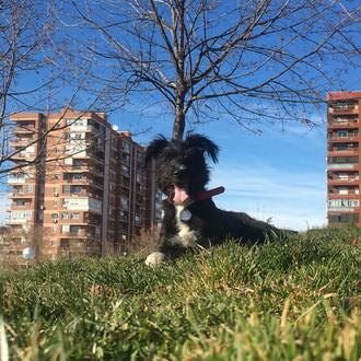 Foto de Draco, macho y de raza Cruze perro de aguas