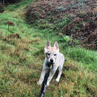 Foto de Björn, macho y de raza Perro Lobo Checoslovako