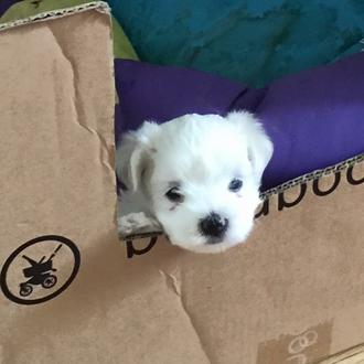 Foto de Wichy, hembra y de raza Bichon maltes