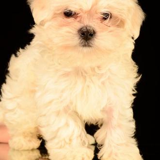 Foto de Ruca, hembra y de raza Bichon maltes