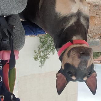 Foto de milka, hembra y de raza bull terrier